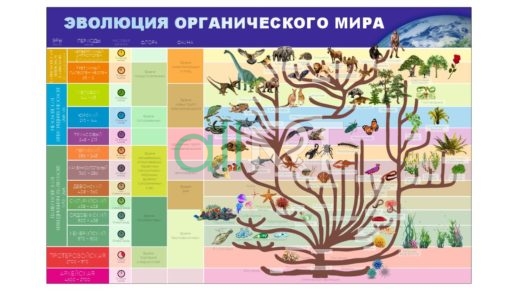 Стенд биологии эволюция органического мира на русском [CDR]
